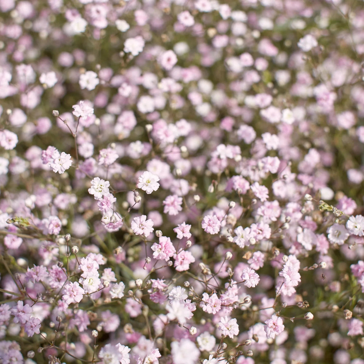 Gypsophile rose