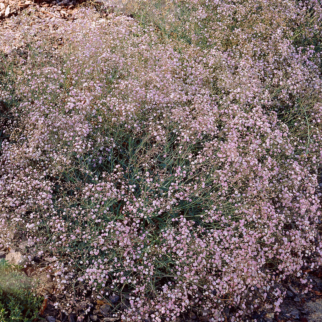 Gypsophile rose