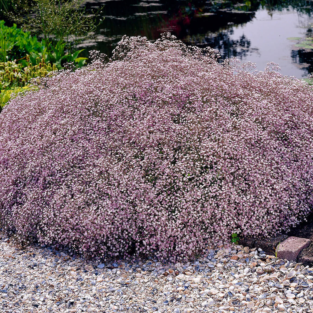 Gypsophile rose