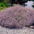Gypsophile rose