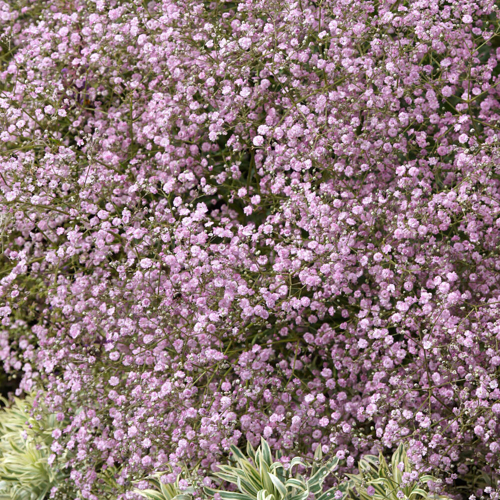Gypsophile rose