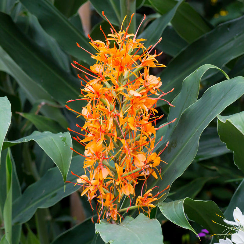 hedychium aurantiacum