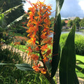 Hedychium Aurantiacum