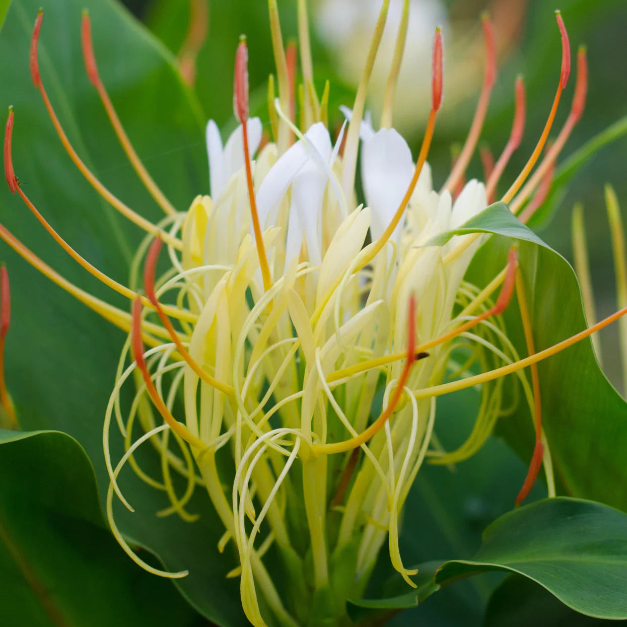Hedychium ellipticum Imagen