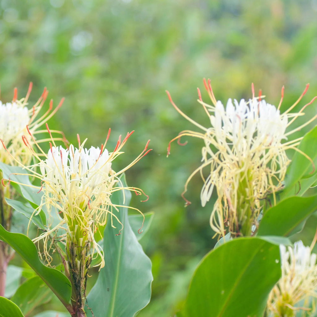 Hedychium ellipticum