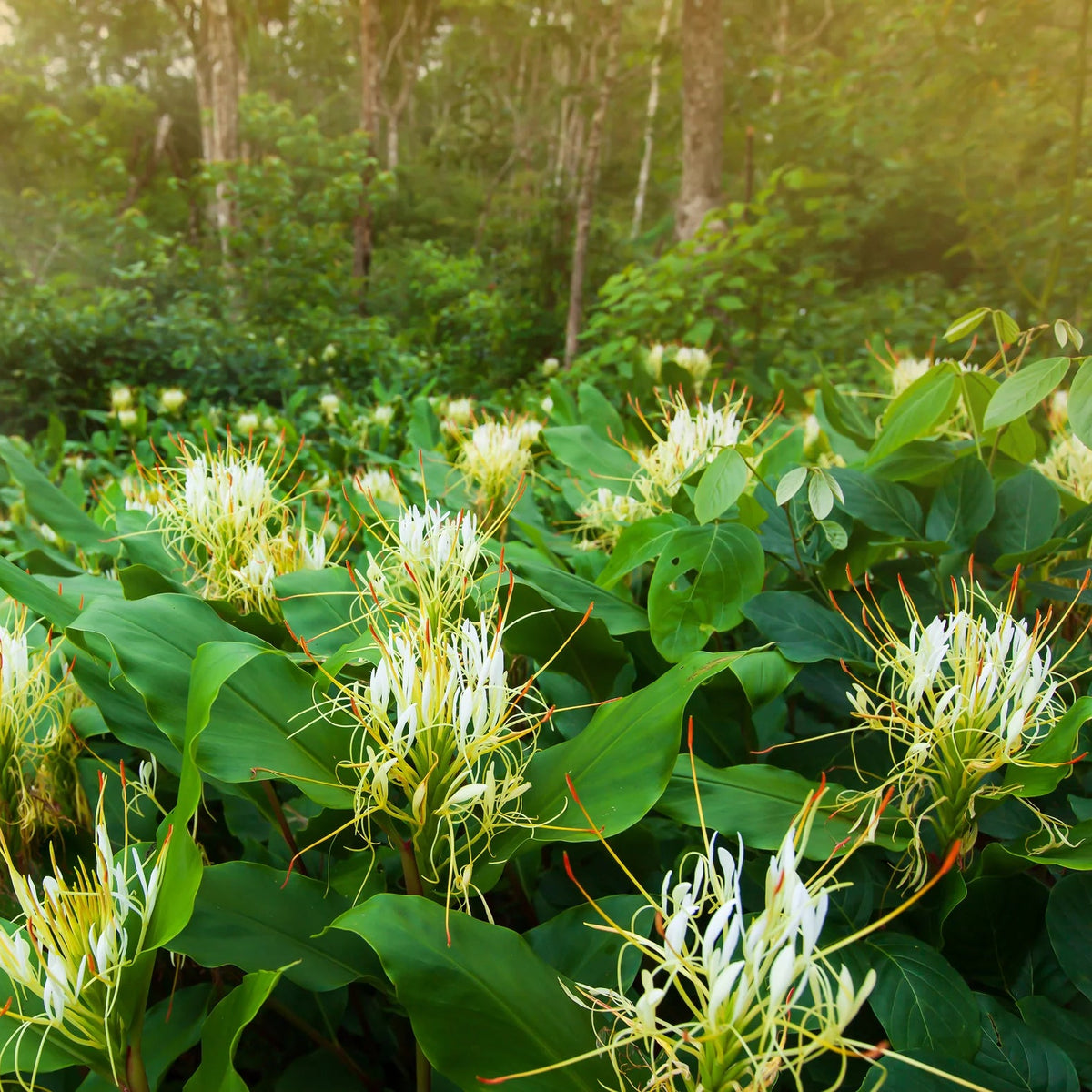 Hedychium ellipticum