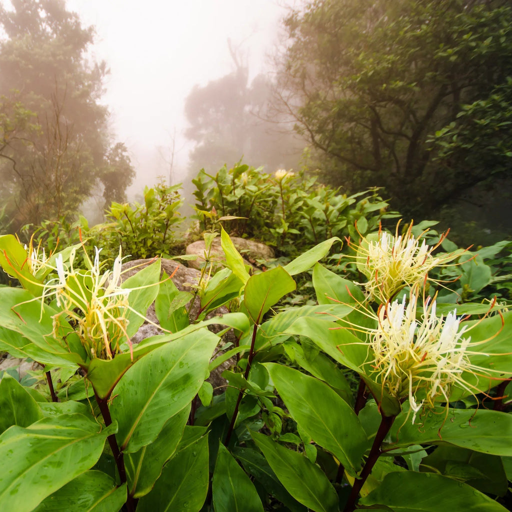 Hedychium ellipticum