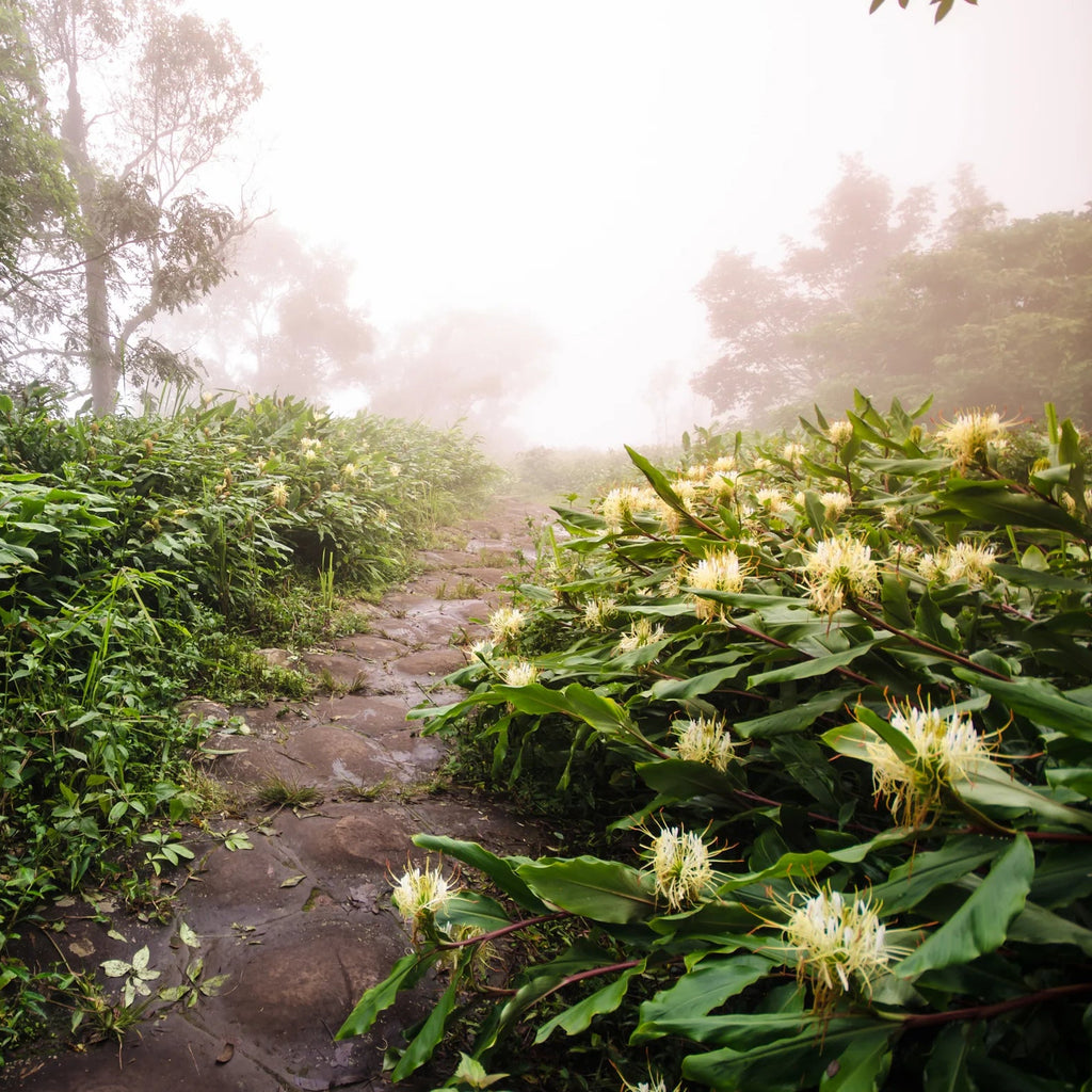 Hedychium ellipticum