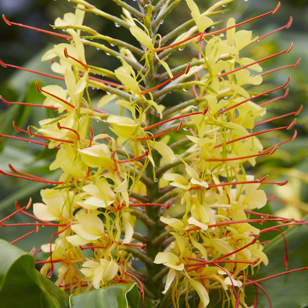 Hedychium Gardnerianum