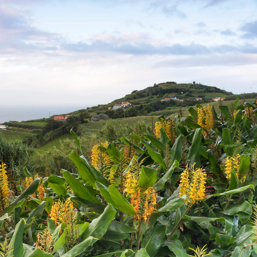 Hedychium Gardnerianum