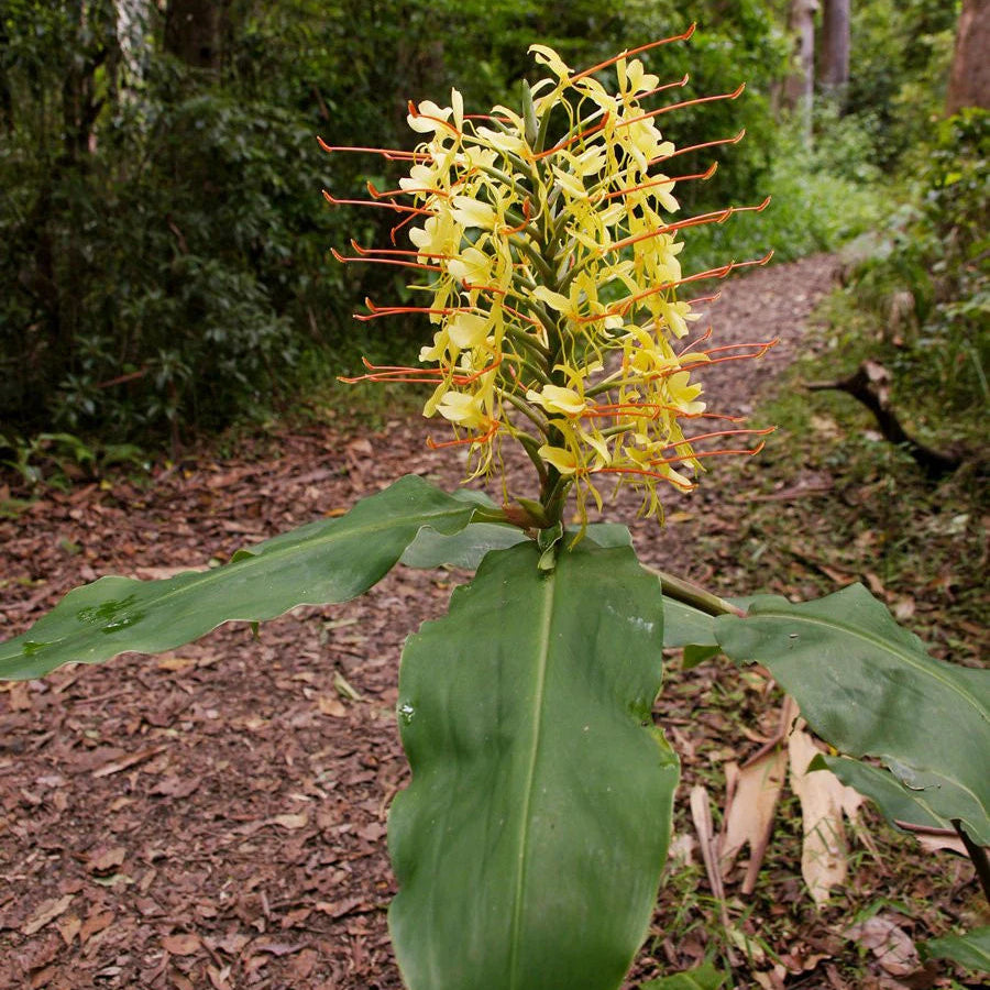 Hedychium Gardnerianum