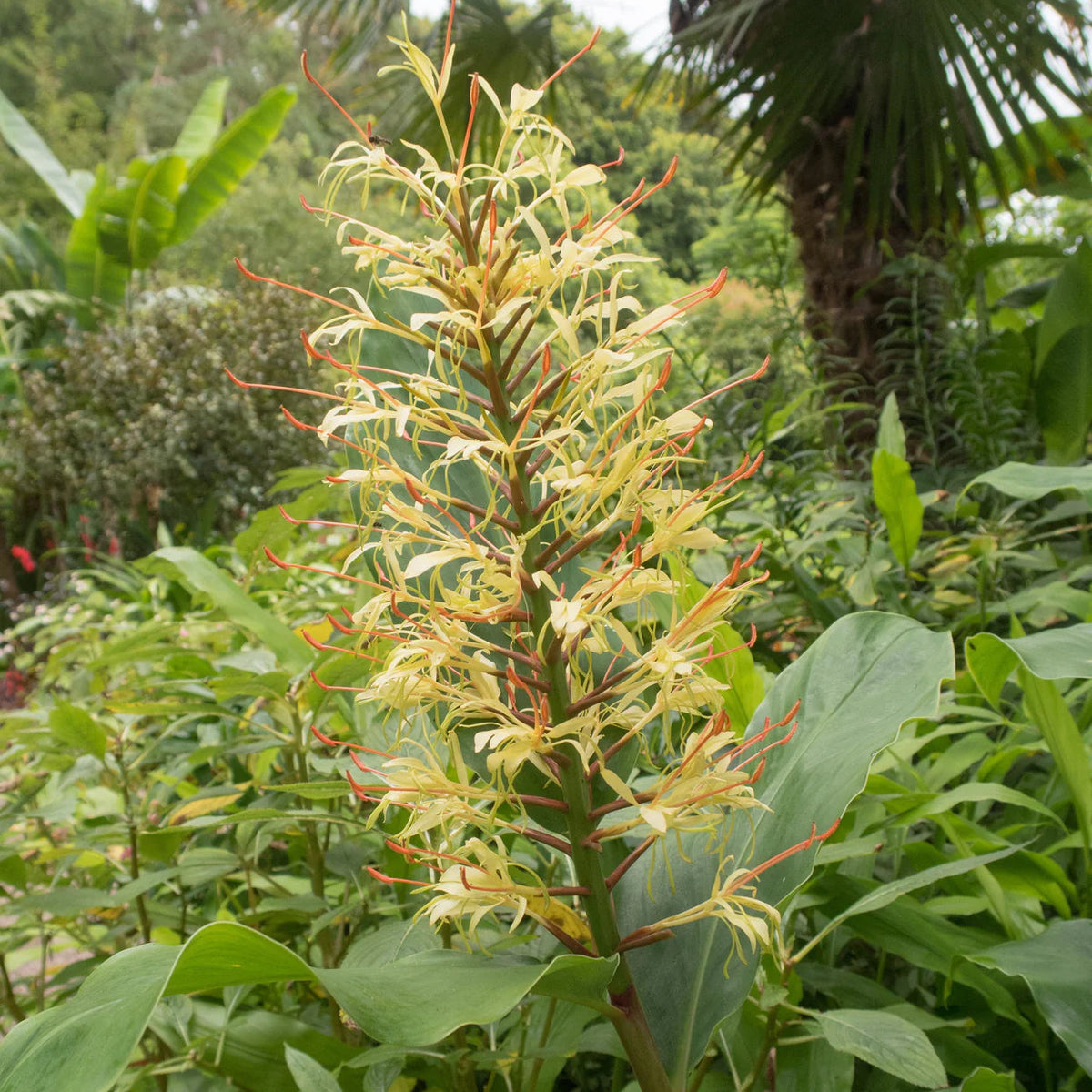 Hedychium Gardnerianum
