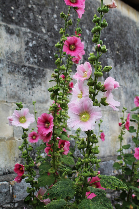 Rose trémière mix