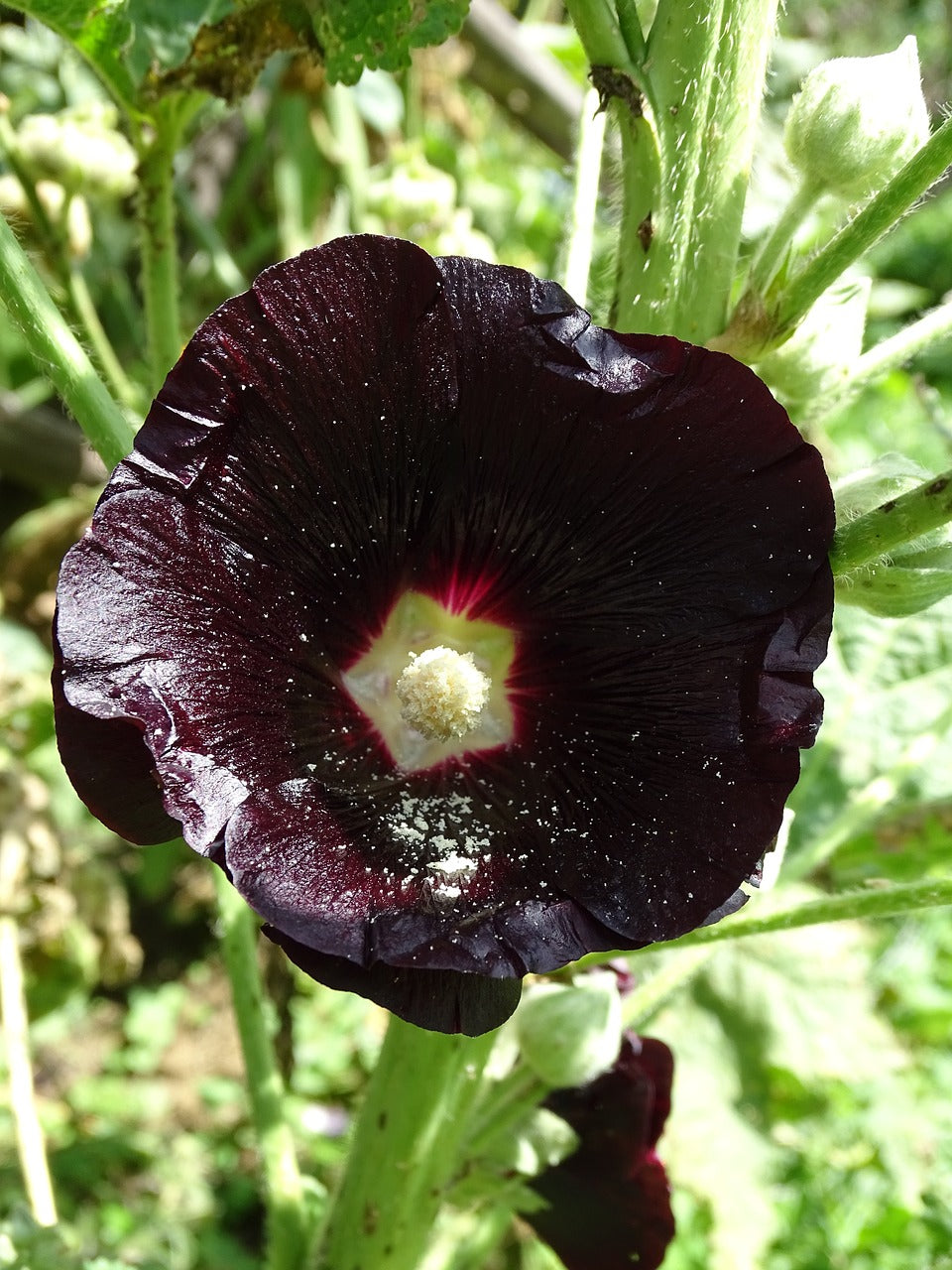 Rose trémière Noires