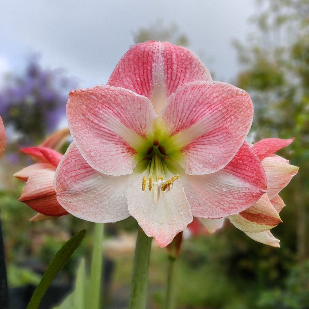 Amaryllis Rose
