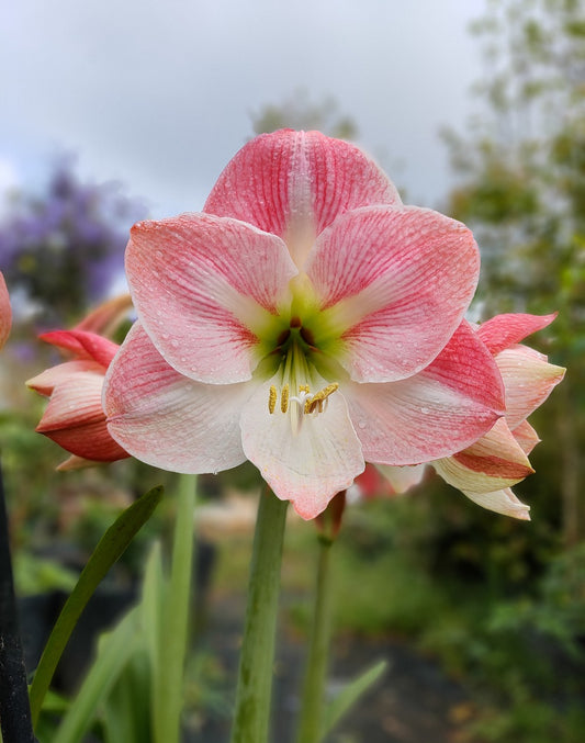 Amaryllis Rose