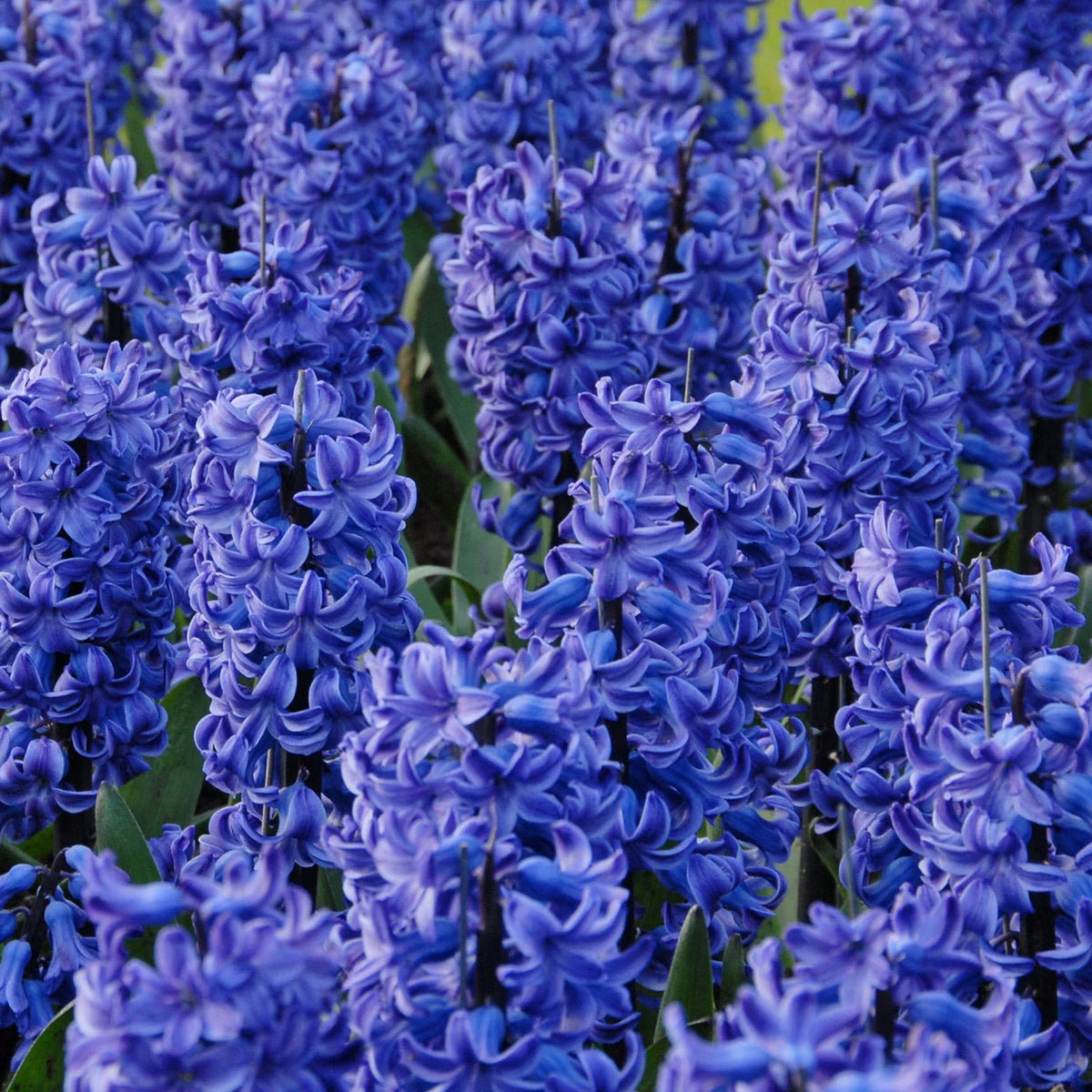 Jacinthe Bleu