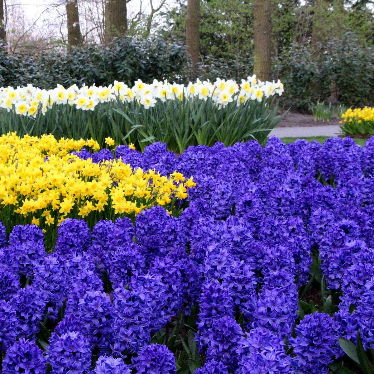 Jacinthe Bleu
