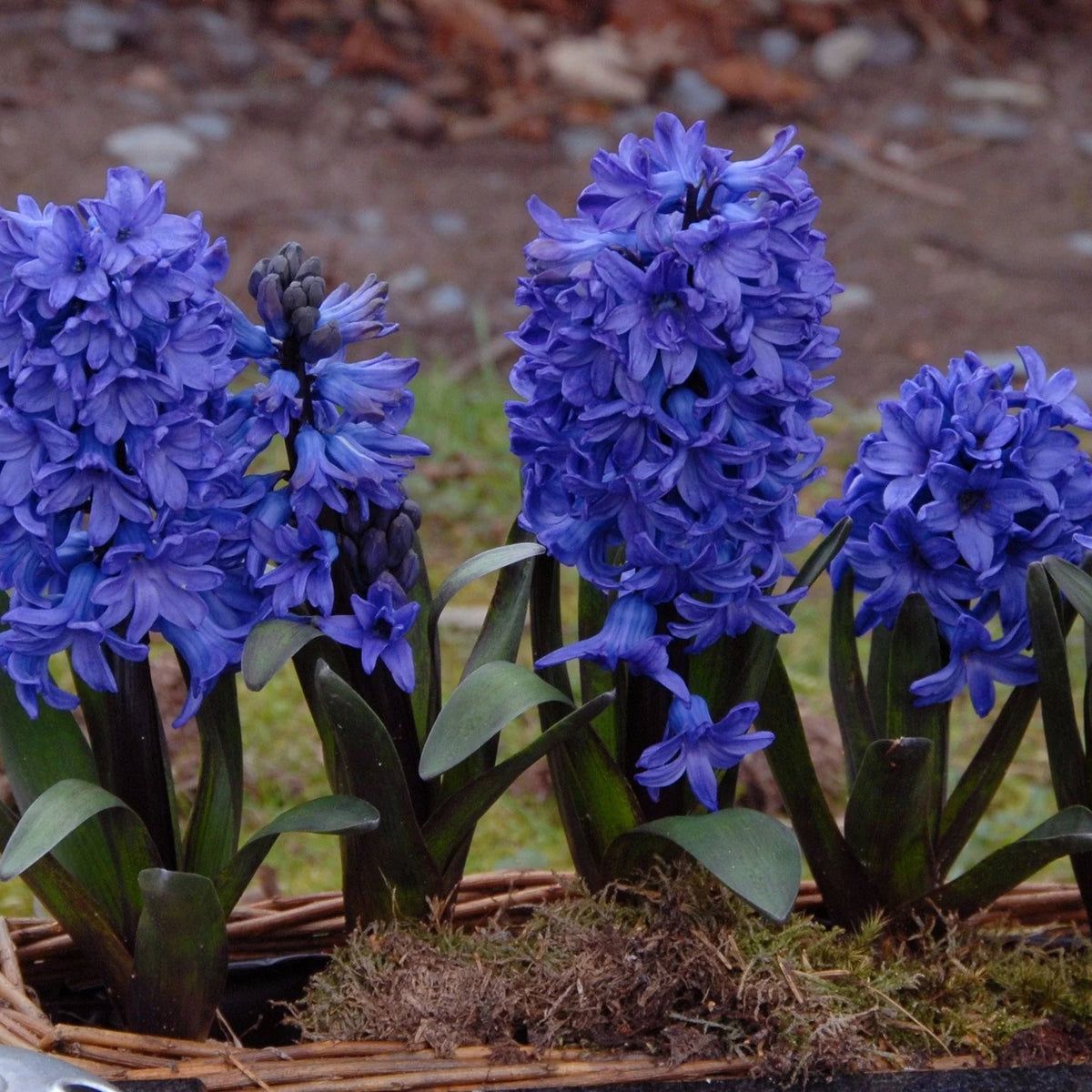 Jacinthe Bleu