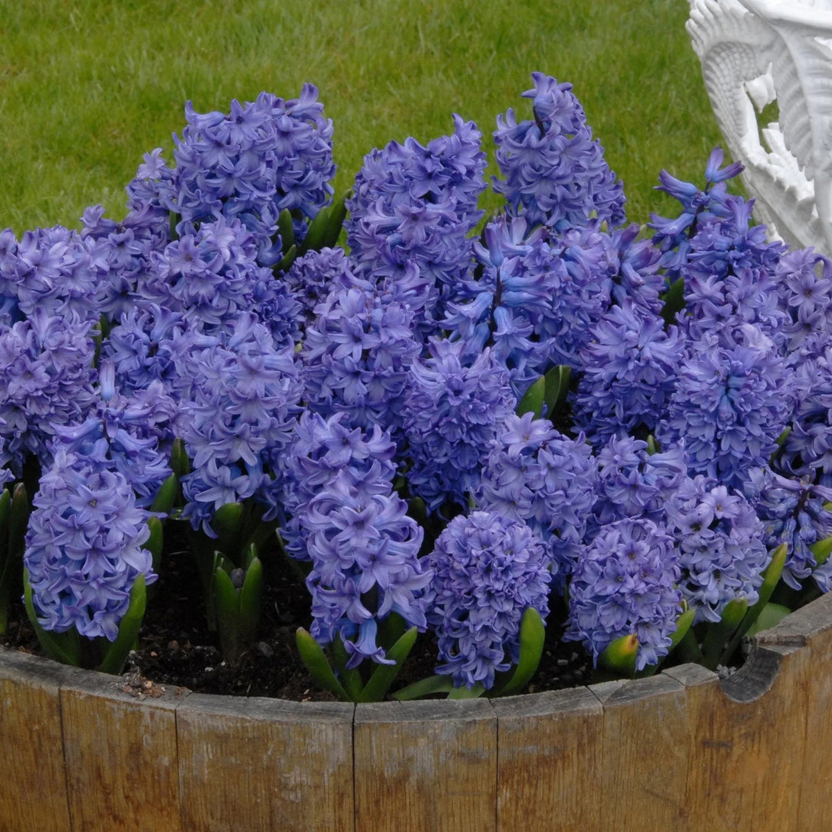 Jacinthe Bleu