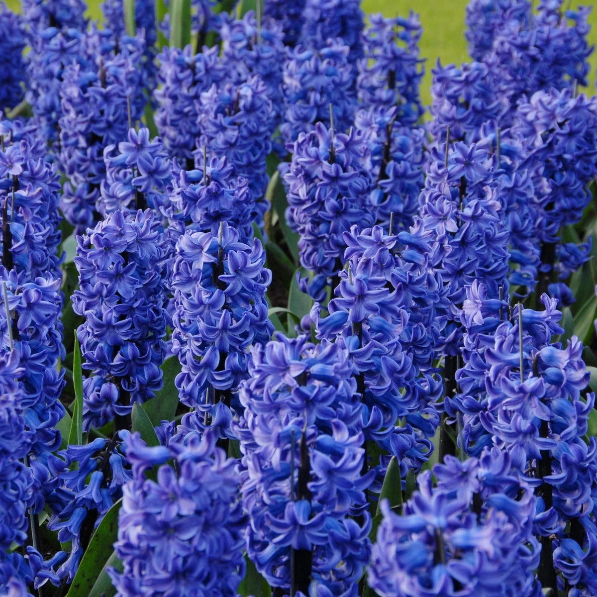 Jacinthe Bleu