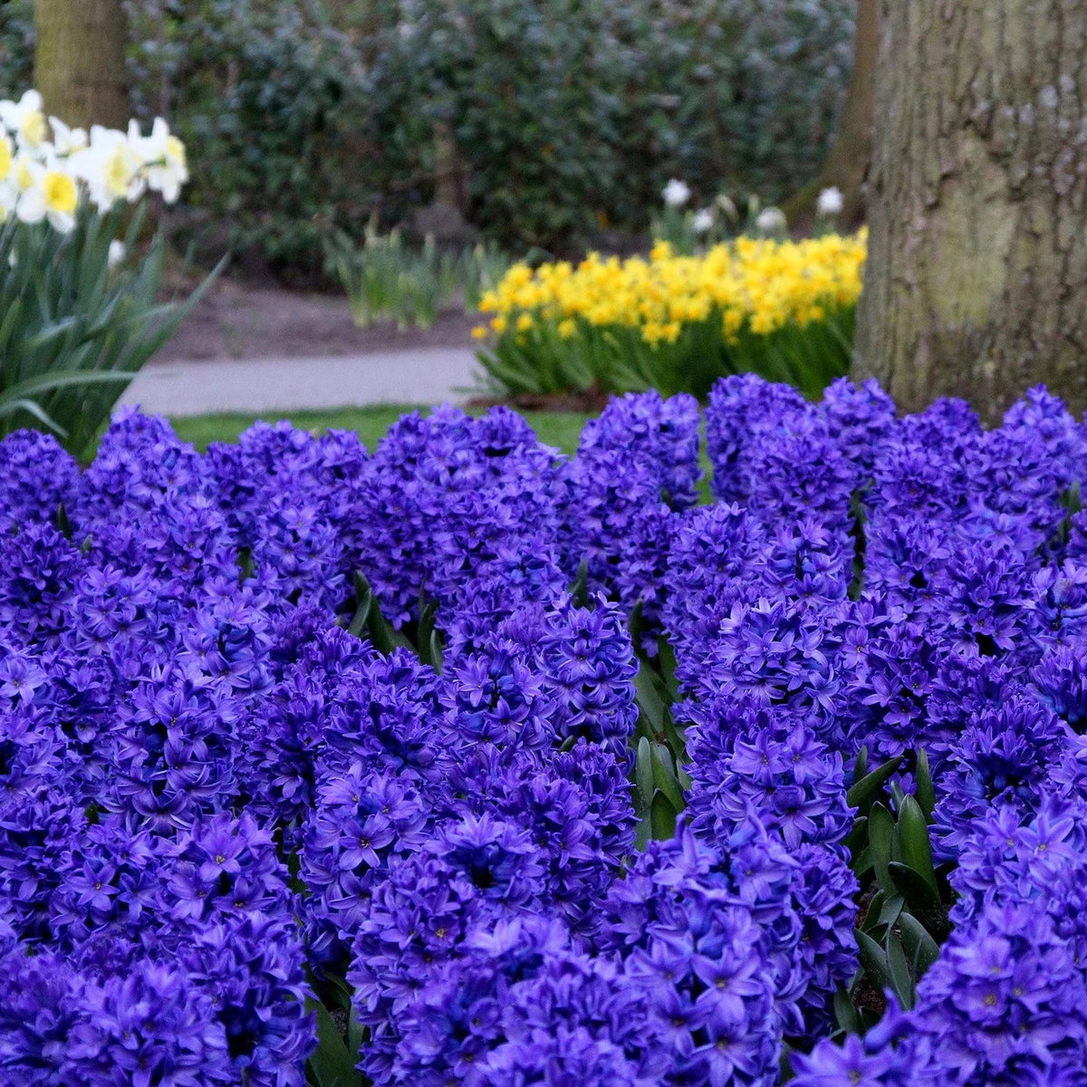 Jacinthe Bleu