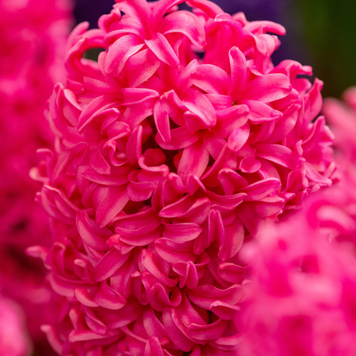 Jacinthe rose