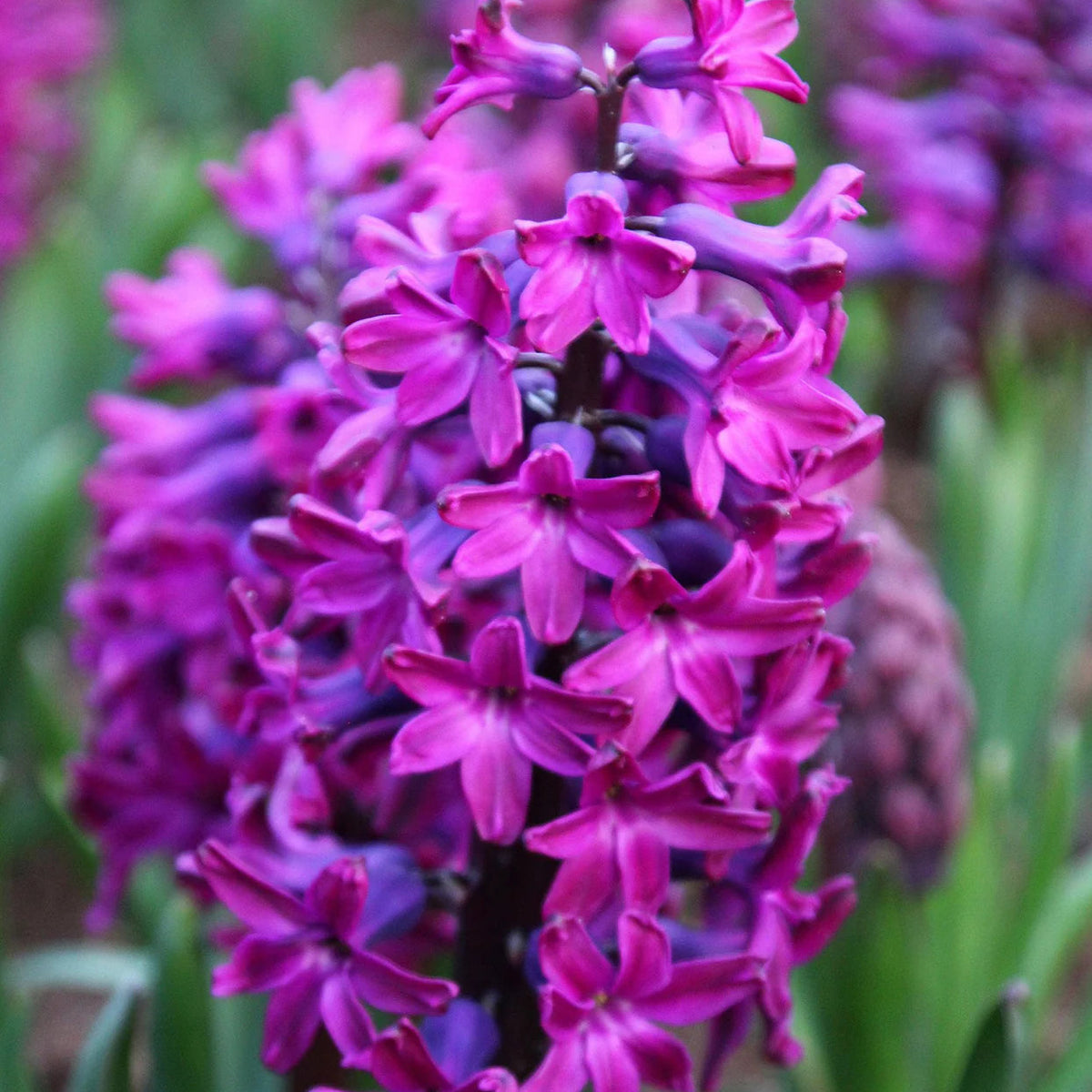 Jacinthe violet