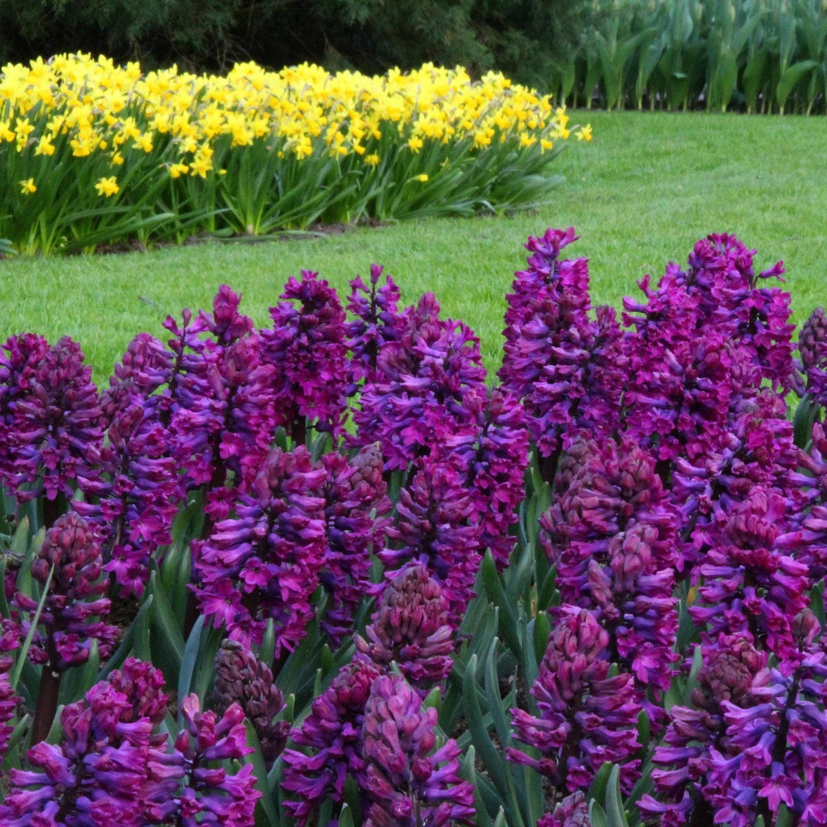 Jacinthe violet
