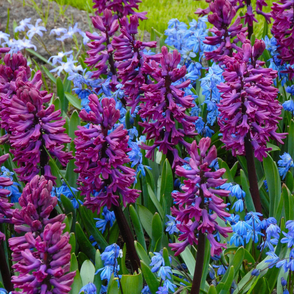 Jacinthe violet