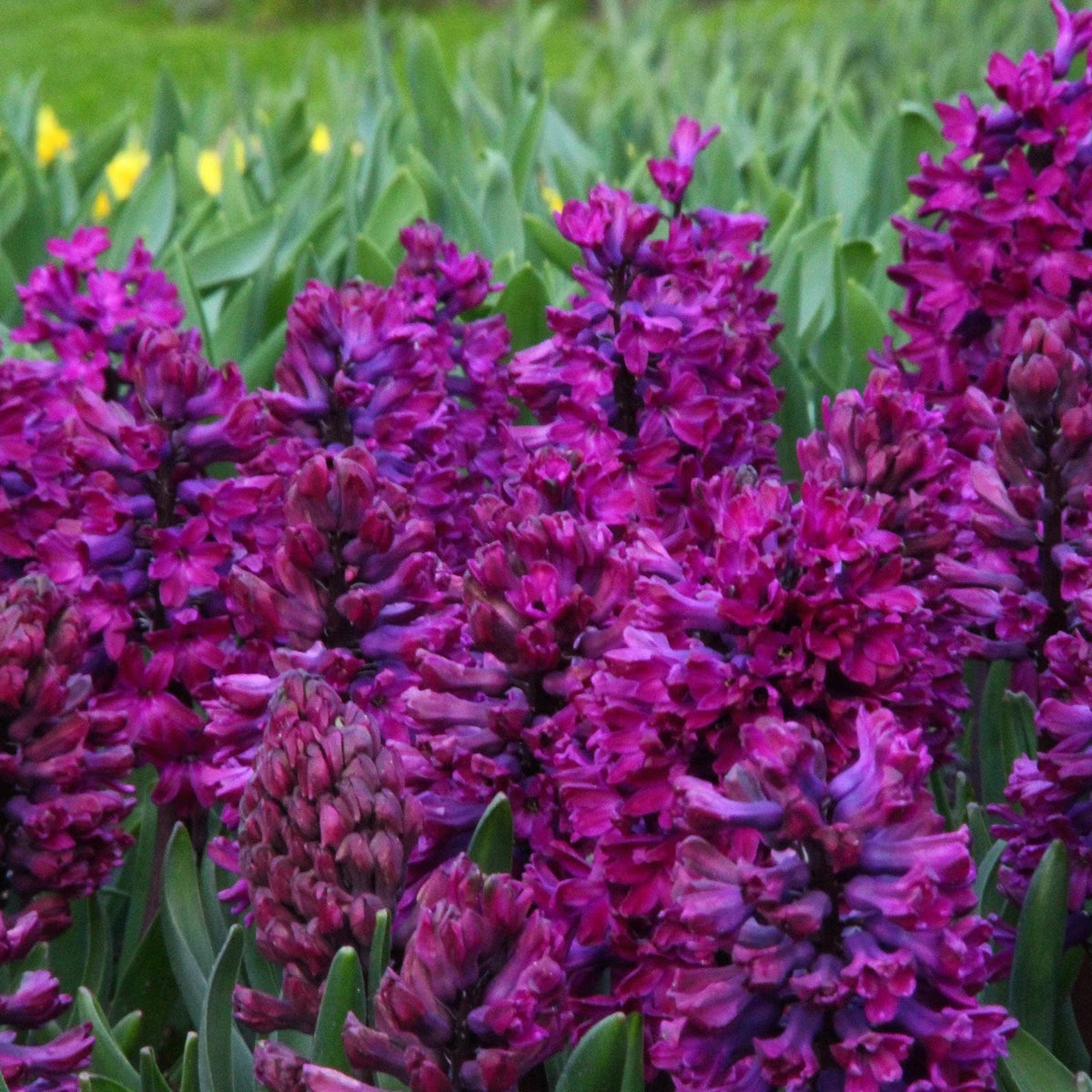 Jacinthe violet