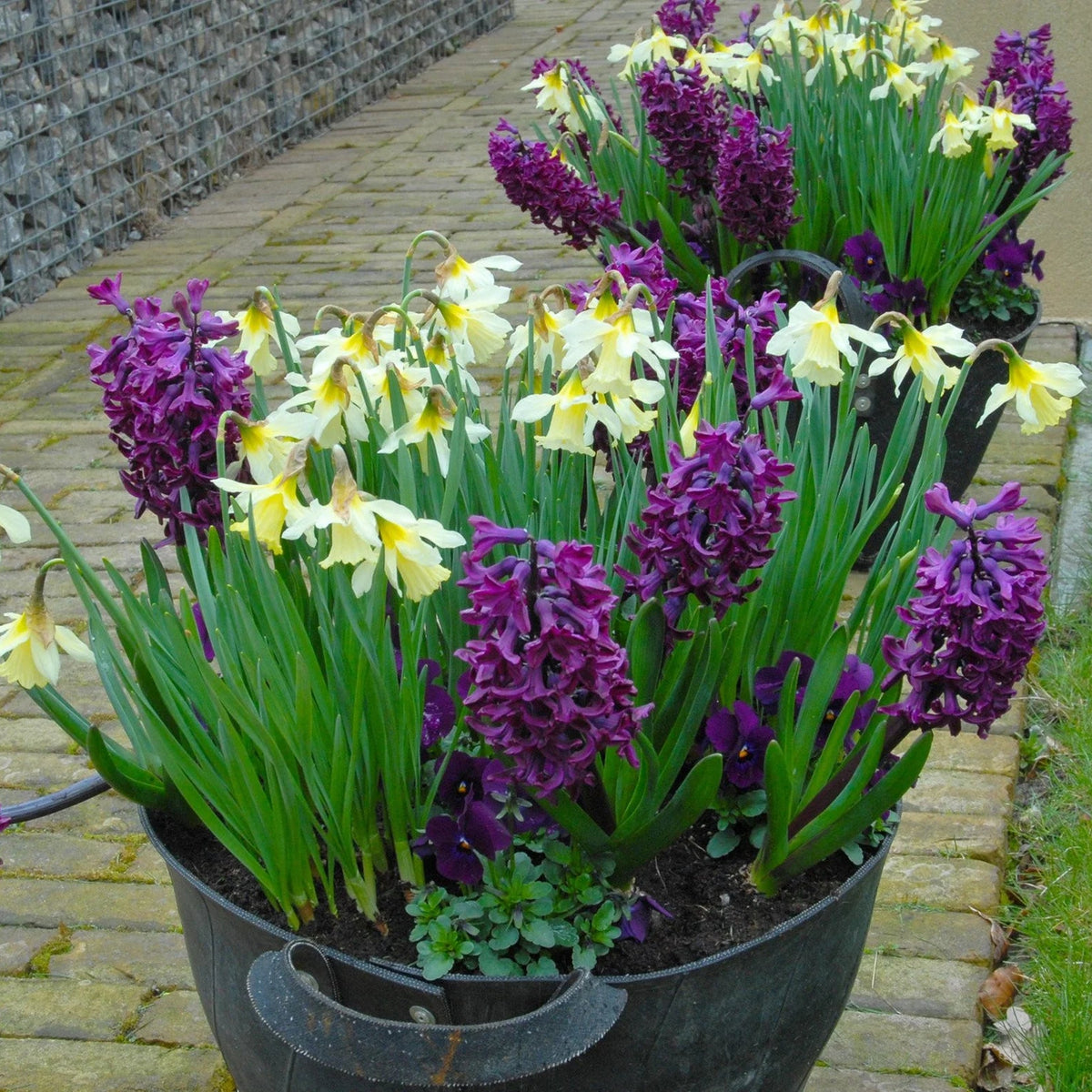 Jacinthe violet