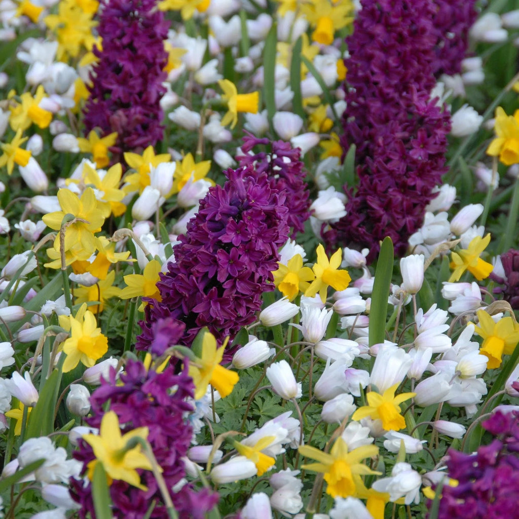 Jacinthe violet