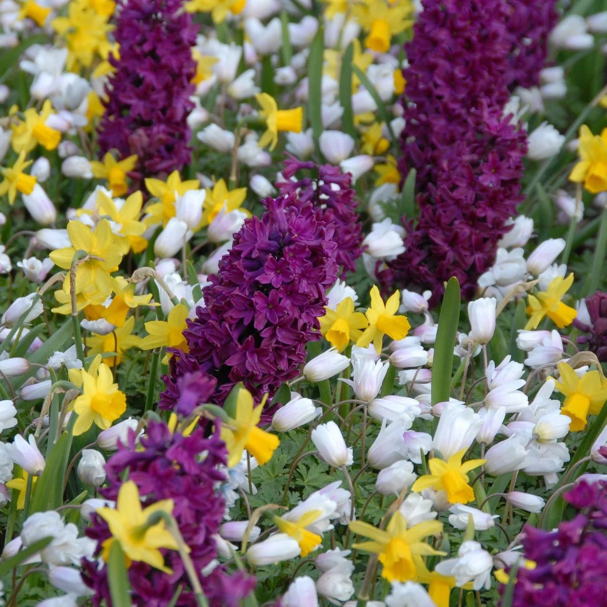 Jacinthe violet