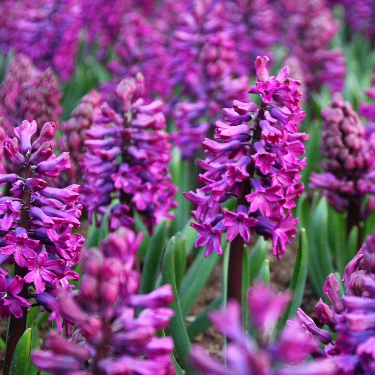 Jacinthe violet