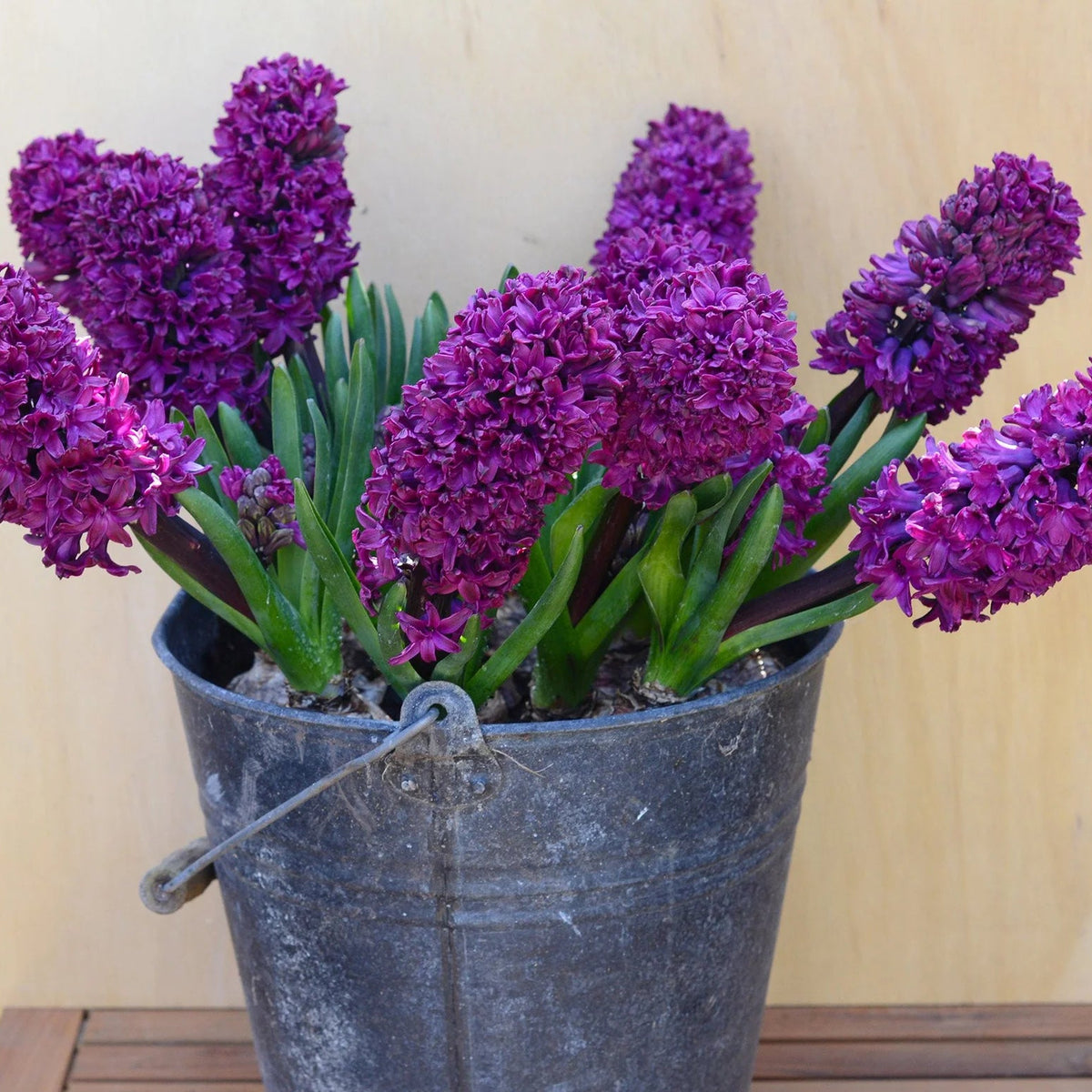 Jacinthe violet