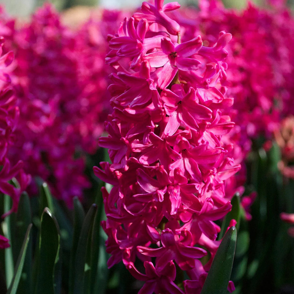Jacinthe Rouge