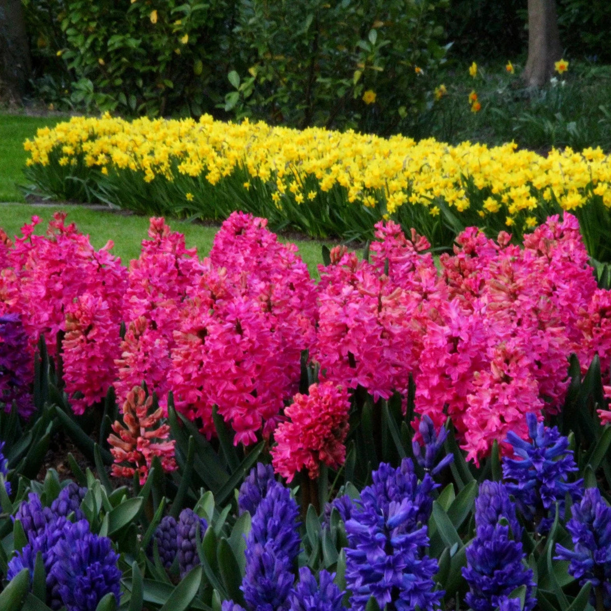 Jacinthe Rouge