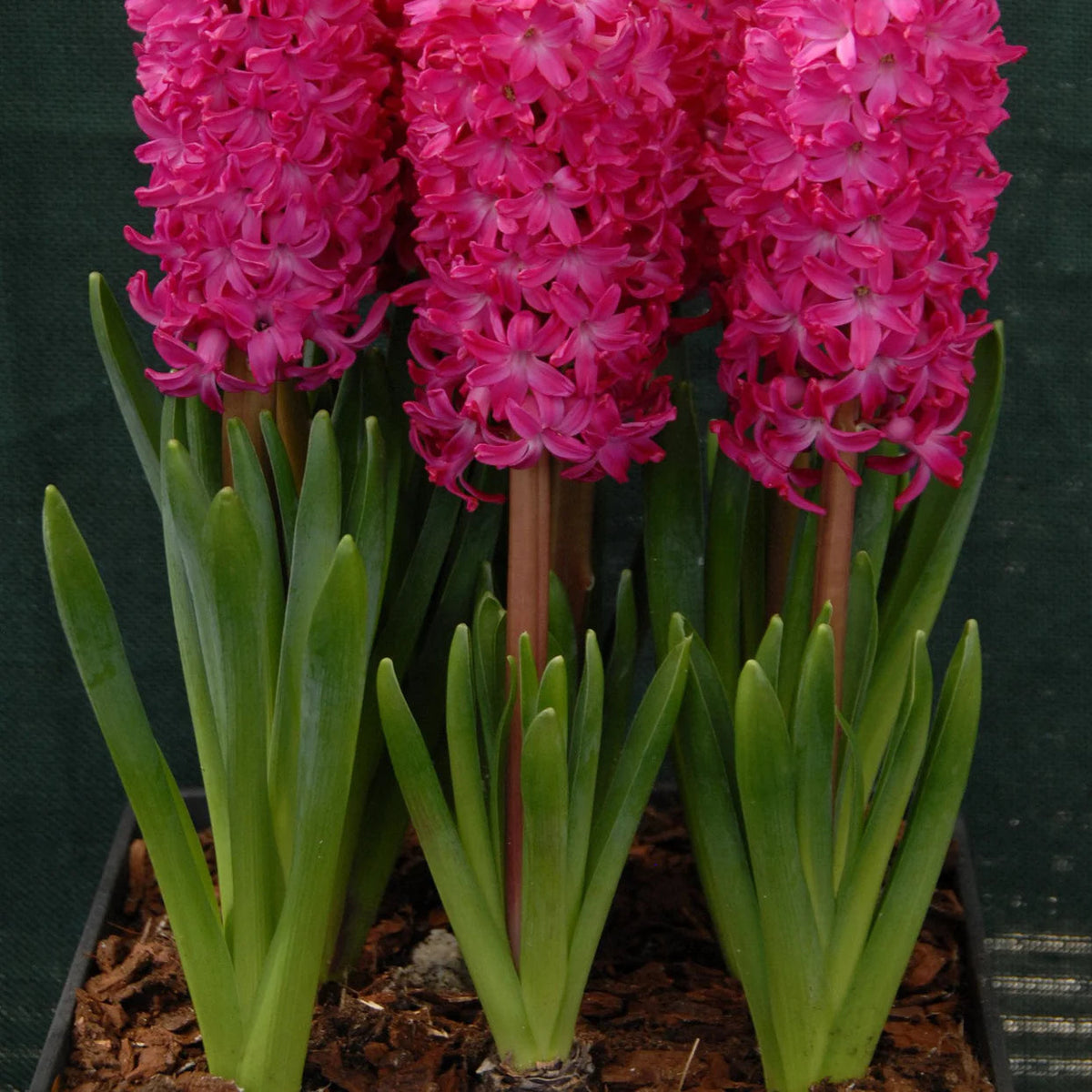 Jacinthe Rouge