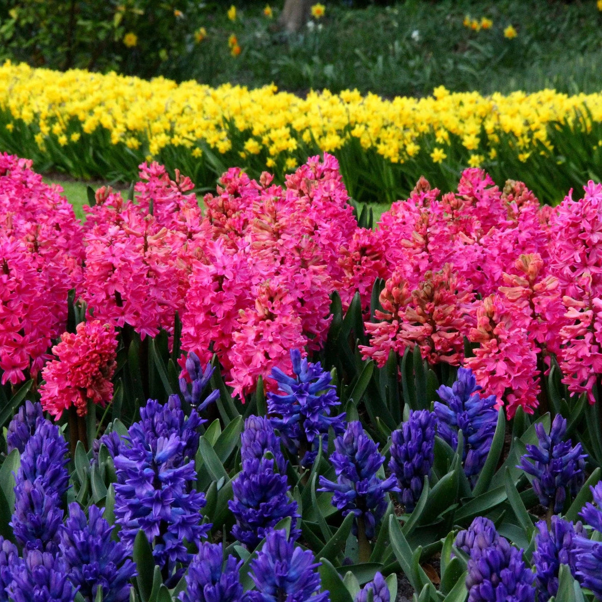 Jacinthe Rouge