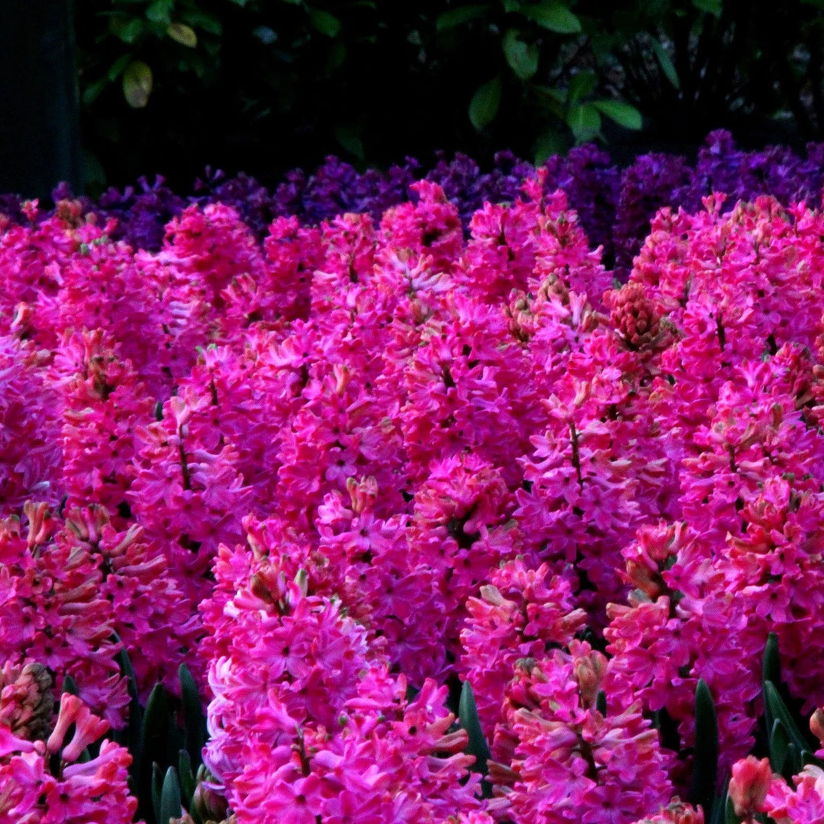 Jacinthe Rouge