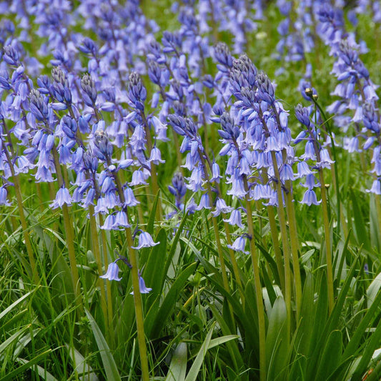  jacinthes des bois 