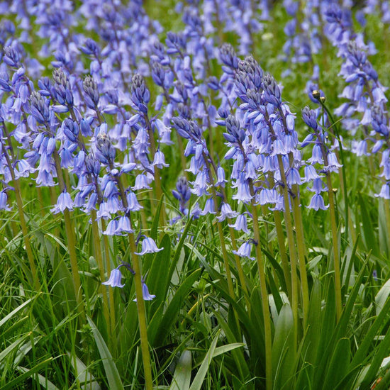  jacinthes des bois 