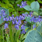  jacinthes des bois 