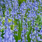  jacinthes des bois 