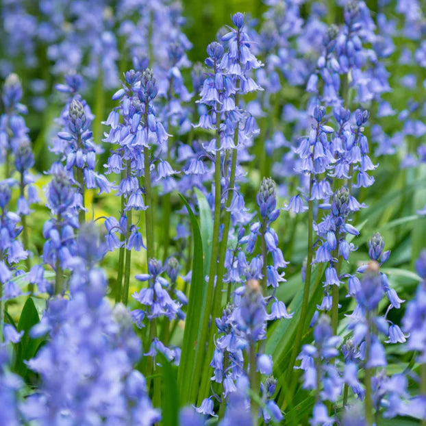  jacinthes des bois 