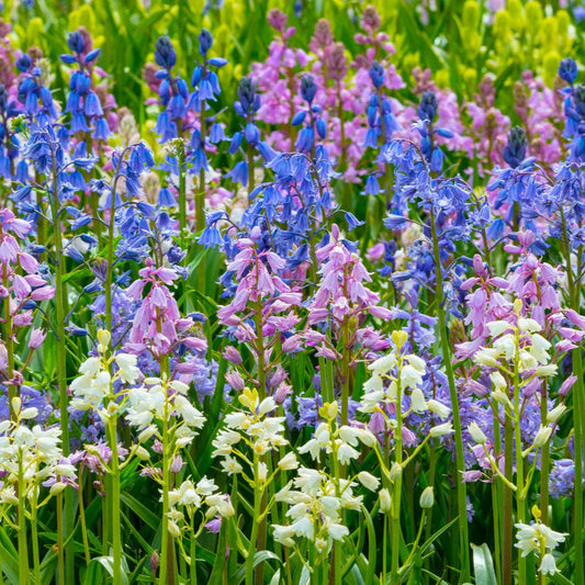 Jacinthes des bois