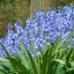 Jacinthes des bois
