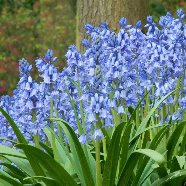 Jacinthes des bois