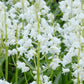 Jacinthes des bois